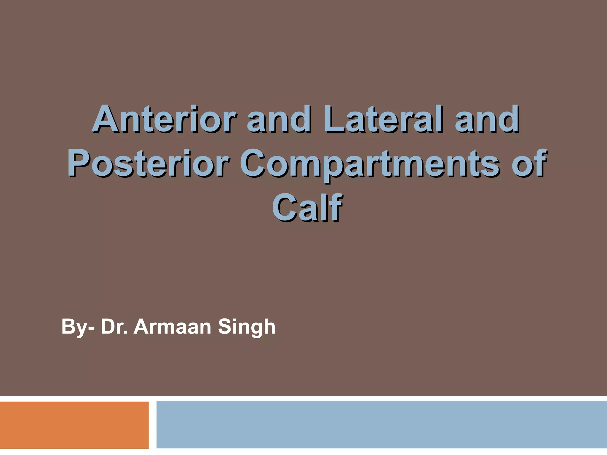 Anterior lateral and_posterior_compartments_of_calf | PPT