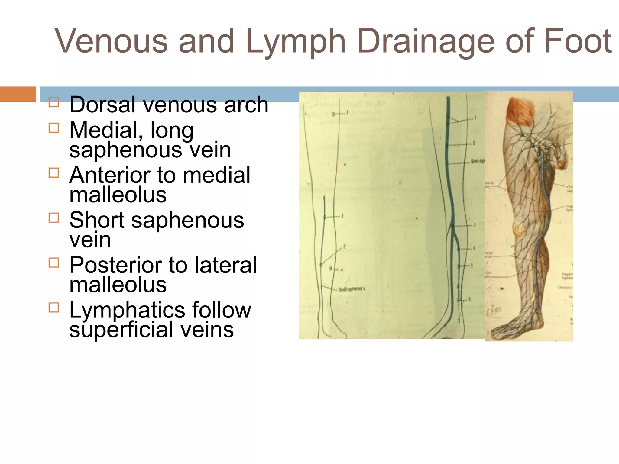 Anterior lateral and_posterior_compartments_of_calf | PPT