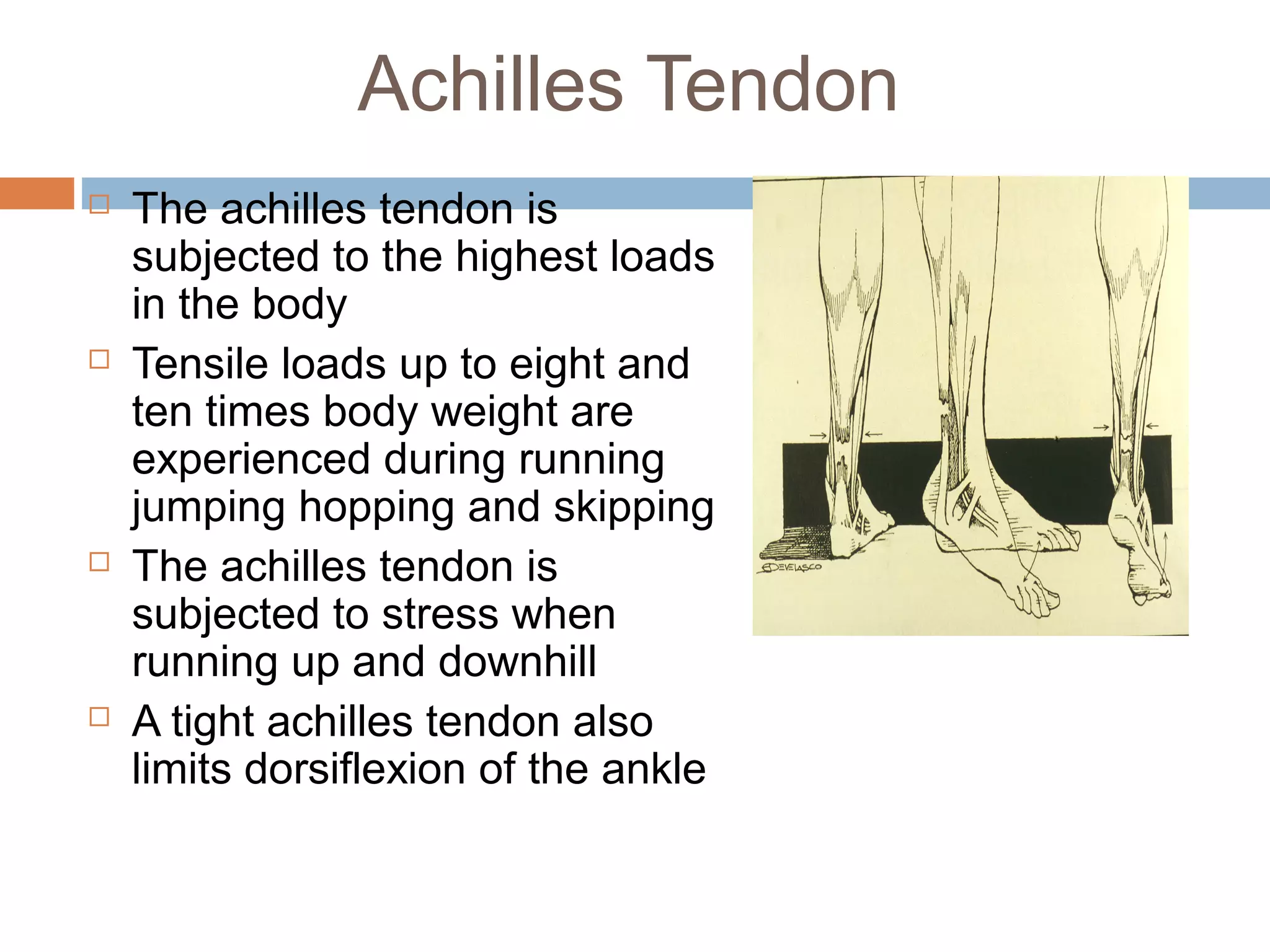 Anterior lateral and_posterior_compartments_of_calf | PPT