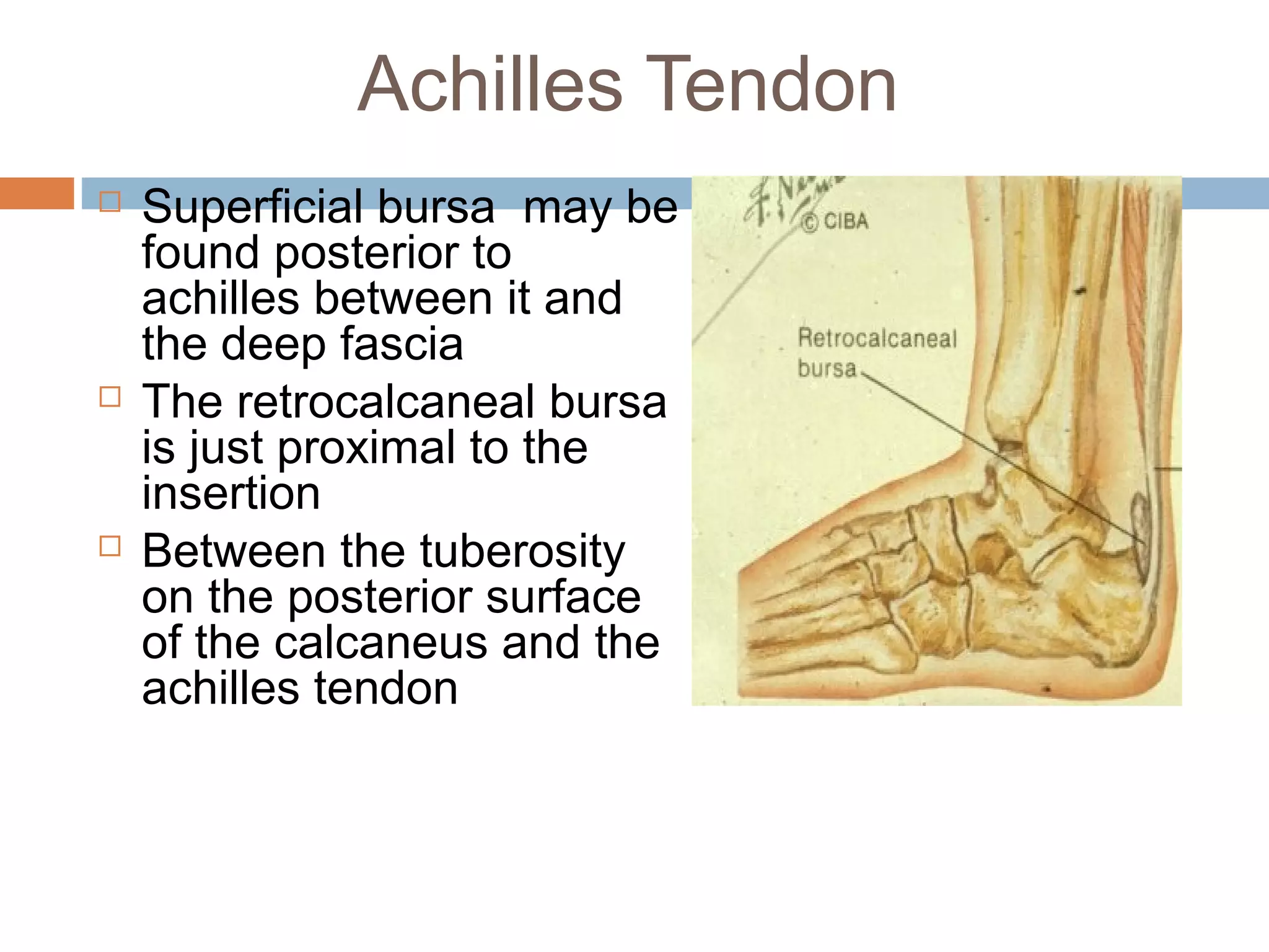 Anterior lateral and_posterior_compartments_of_calf | PPT