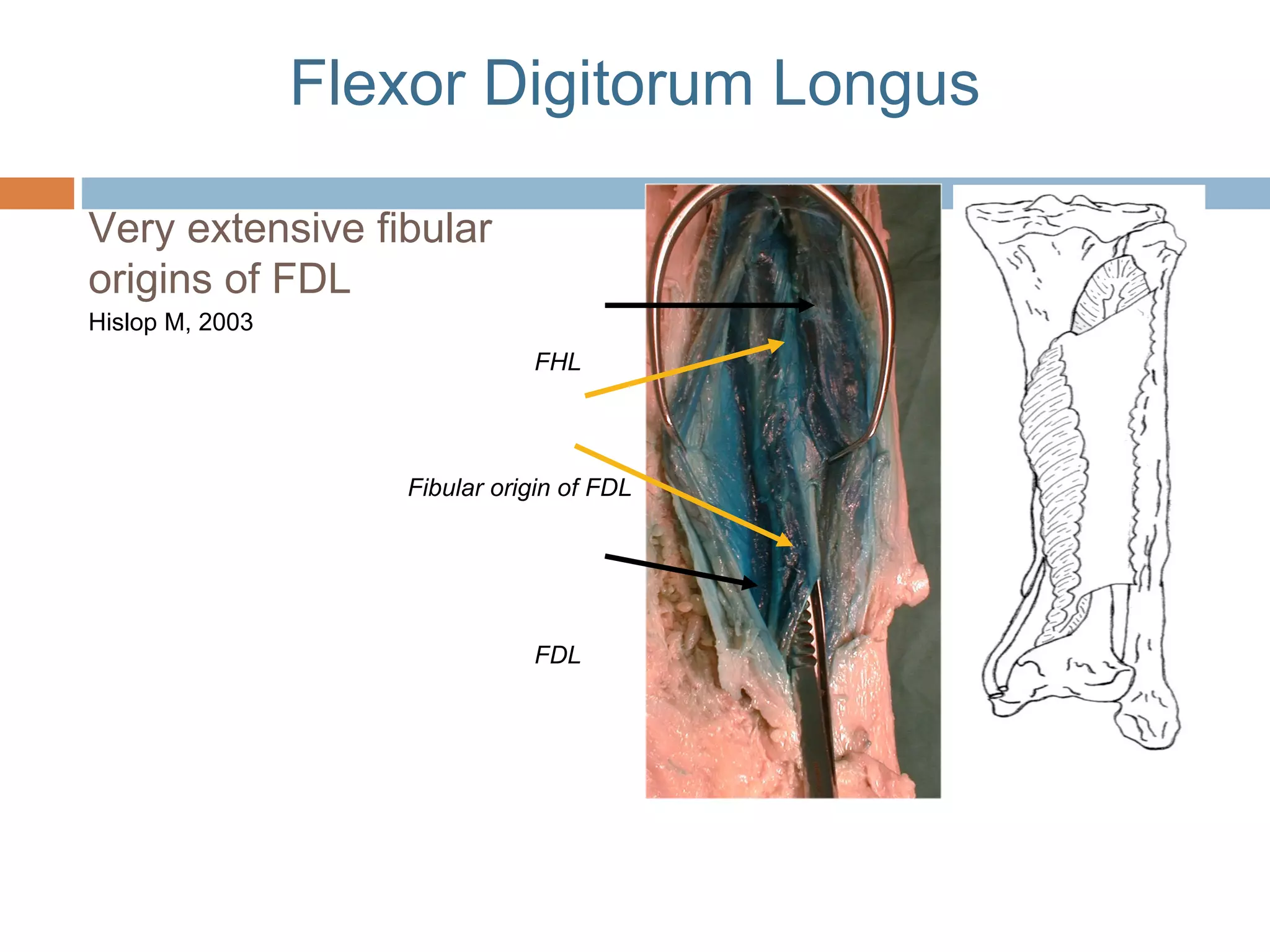 Anterior lateral and_posterior_compartments_of_calf | PPT