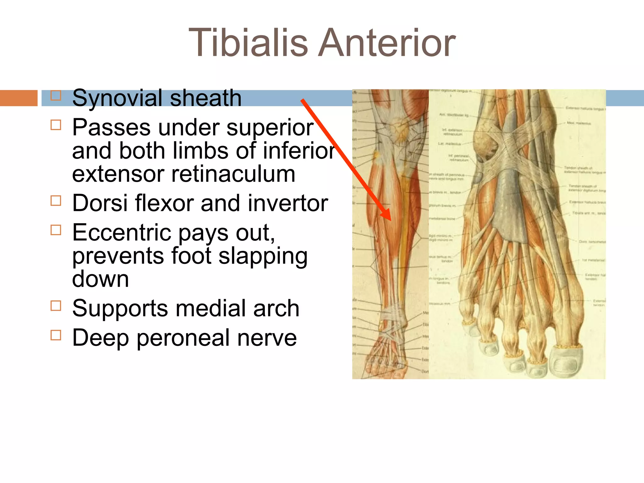 Anterior lateral and_posterior_compartments_of_calf | PPT