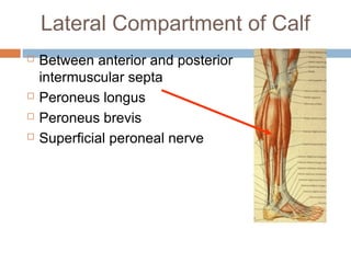 Anterior lateral and_posterior_compartments_of_calf | PPT