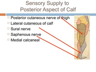 Anterior lateral and_posterior_compartments_of_calf | PPT