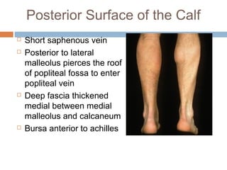 Anterior lateral and_posterior_compartments_of_calf | PPT
