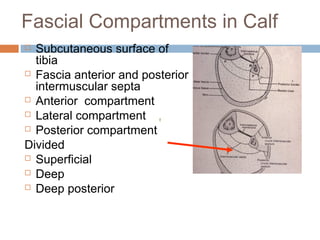 Anterior lateral and_posterior_compartments_of_calf | PPT