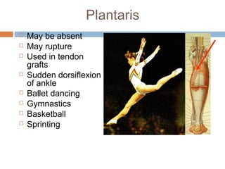 Anterior lateral and_posterior_compartments_of_calf | PPT