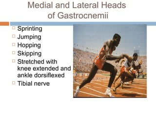 Anterior lateral and_posterior_compartments_of_calf | PPT