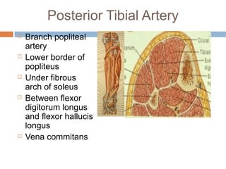 Anterior lateral and_posterior_compartments_of_calf | PPT
