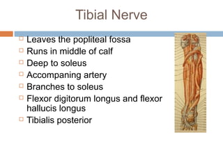 Anterior lateral and_posterior_compartments_of_calf | PPT