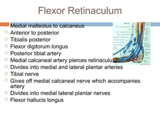 Anterior lateral and_posterior_compartments_of_calf | PPT