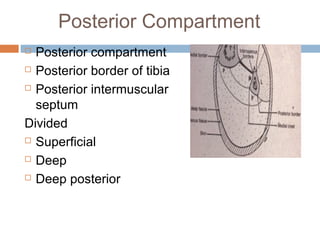 Anterior lateral and_posterior_compartments_of_calf | PPT