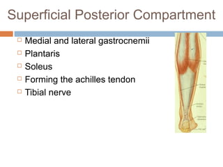 Anterior lateral and_posterior_compartments_of_calf | PPT
