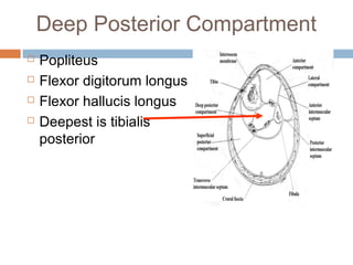 Anterior lateral and_posterior_compartments_of_calf | PPT