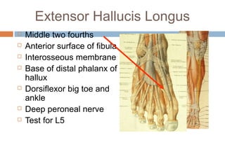 Anterior lateral and_posterior_compartments_of_calf | PPT