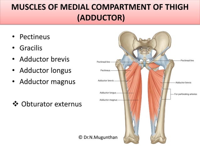 Anterior,medial compartment of thigh,adductor canal &obturator nerve Dr ...