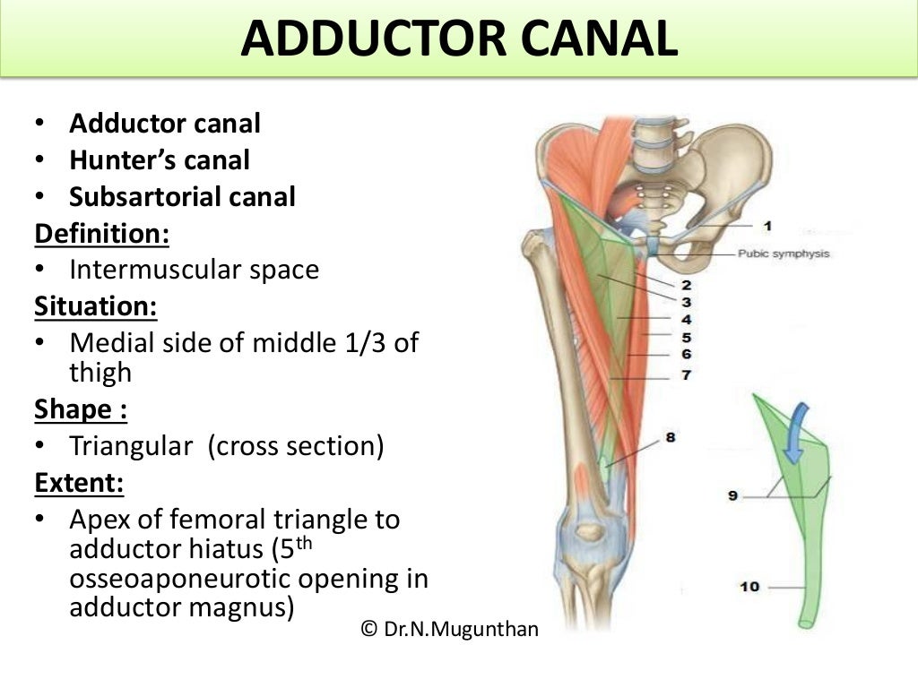 Anterior,medial compartment of thigh,adductor canal &obturator nerve