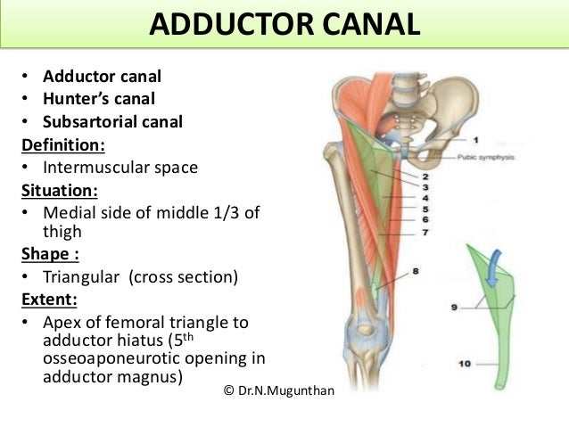 Anterior medial Compartment Of Thigh adductor Canal obturator Nerve Anterior medial Compartment Of Thigh adductor Canal obturator Nerve