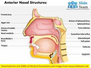 Anterior Nasal Structures
 