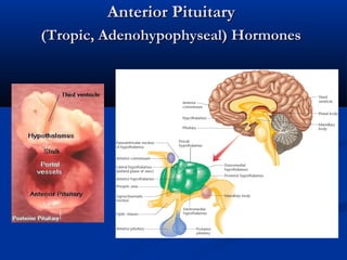 Anterior PituitaryAnterior Pituitary
(Tropic, Adenohypophyseal) Hormones(Tropic, Adenohypophyseal) Hormones
 