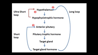 Anterior pituitary hormones | PDF