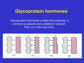 Anterior pituitary hormones | PPT