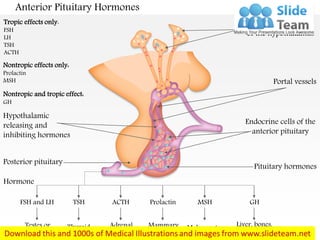 Anterior Pituitary Hormones
FSH and LH TSH MSHProlactinACTH GH
Hormone
Testes or
ovaries
Thyroid Adrenal
cortex
Mammary
glands
Melanocytes Liver, bones,
other tissues
Neurosecretory cells
of the hypothalamus
Portal vessels
Endocrine cells of the
anterior pituitary
Pituitary hormones
Hypothalamic
releasing and
inhibiting hormones
Posterior pituitary
Tropic effects only:
FSH
LH
TSH
ACTH
Nontropic effects only:
Prolactin
MSH
Nontropic and tropic effect:
GH
 
