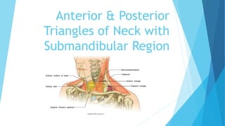 Anterior & Posterior
Triangles of Neck with
Submandibular Region
 