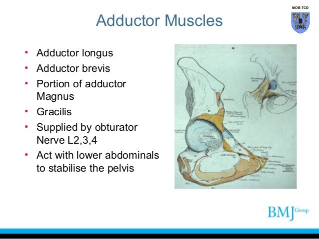 Anatomy of Anterior thigh