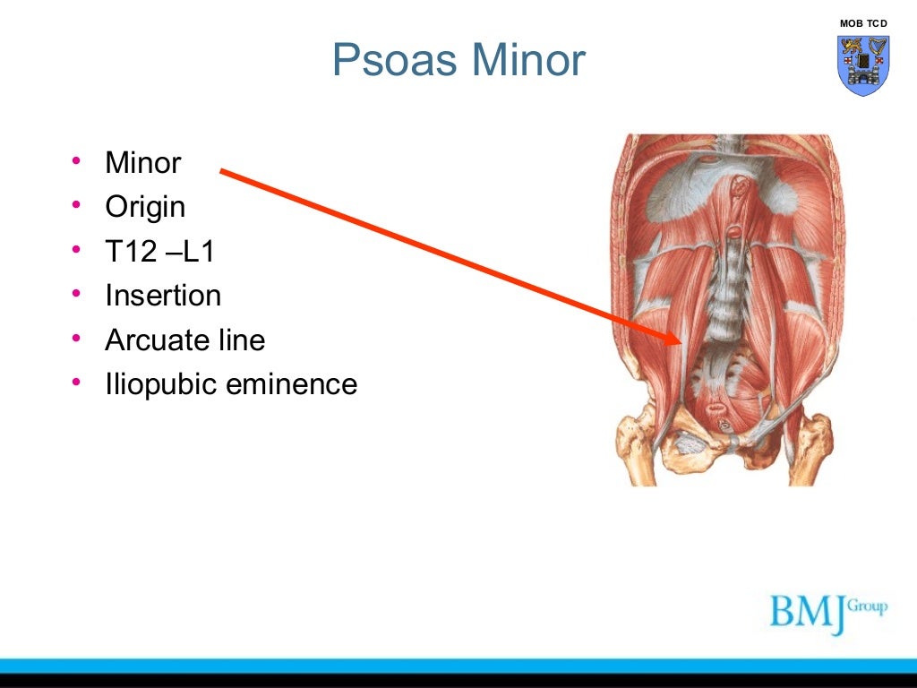 Anatomy of Anterior thigh