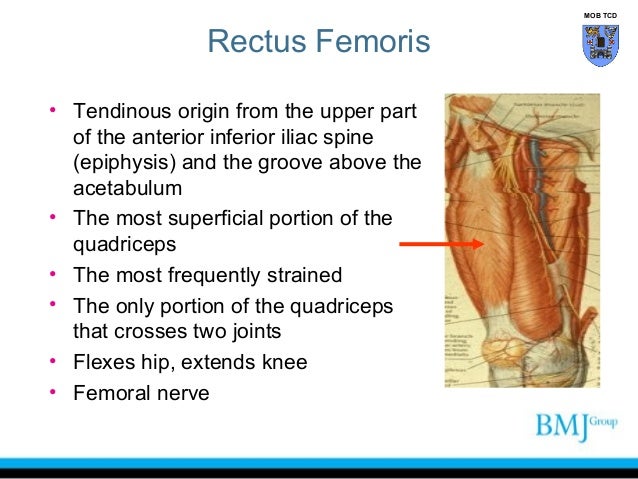 Anatomy of Anterior thigh