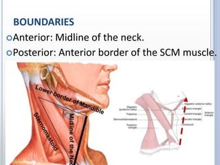 BOUNDARIES
Anterior: Midline of the neck.
Posterior: Anterior border of the SCM muscle.
 