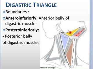 DIGASTRIC TRIANGLE
Boundaries :
Anteroinferiorly: Anterior belly of
digastric muscle.
Posteroinferiorly:
- Posterior belly
of digastric muscle.
 
