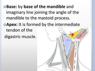 Base: by base of the mandible and
imaginary line joining the angle of the
mandible to the mastoid process.
Apex: It is formed by the intermediate
tendon of the
digastric muscle.
 