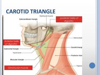 CAROTID TRIANGLE
 
