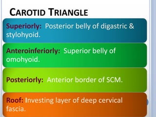 CAROTID TRIANGLE
Superiorly: Posterior belly of digastric &
stylohyoid.
Anteroinferiorly: Superior belly of
omohyoid.
Posteriorly: Anterior border of SCM.
Roof: Investing layer of deep cervical
fascia.
 