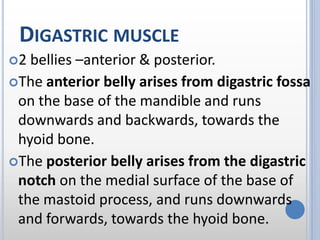DIGASTRIC MUSCLE
2 bellies –anterior & posterior.
The anterior belly arises from digastric fossa
on the base of the mandible and runs
downwards and backwards, towards the
hyoid bone.
The posterior belly arises from the digastric
notch on the medial surface of the base of
the mastoid process, and runs downwards
and forwards, towards the hyoid bone.
 