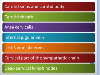 Carotid sinus and carotid body
Carotid sheath
Ansa cervicalis
Internal jugular vein
Last 3 cranial nerves
Cervical part of the sympathetic chain
Deep cervical lymph nodes
 