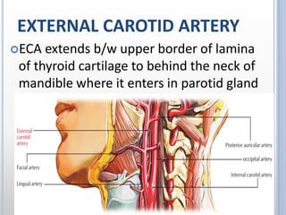 EXTERNAL CAROTID ARTERY
ECA extends b/w upper border of lamina
of thyroid cartilage to behind the neck of
mandible where it enters in parotid gland
& behind the neck of mandible divides in
into 2 terminal branches.
 
