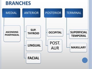 BRANCHES
MEDIAL
ASCENDING
PHARYNGEAL
ANTERIOR
SUP.
THYROID
LINGUAL
FACIAL
TERMINAL
SUPERFICIAL
TEMPORAL
MAXILLARY
POSTERIOR
OCCIPITAL
POST.
AUR
 