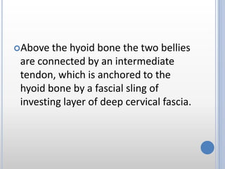 Above the hyoid bone the two bellies
are connected by an intermediate
tendon, which is anchored to the
hyoid bone by a fascial sling of
investing layer of deep cervical fascia.
 