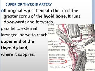 SUPERIOR THYROID ARTERY
It originates just beneath the tip of the
greater cornu of the hyoid bone. It runs
downwards and forwards,
parallel to external
laryngeal nerve to reach
upper end of the
thyroid gland,
where it supplies.
 