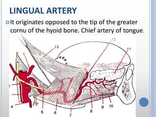 LINGUAL ARTERY
It originates opposed to the tip of the greater
cornu of the hyoid bone. Chief artery of tongue.
 