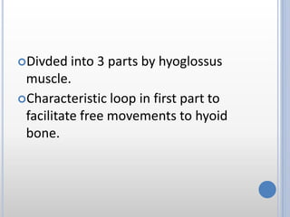 Divded into 3 parts by hyoglossus
muscle.
Characteristic loop in first part to
facilitate free movements to hyoid
bone.
 