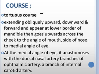 COURSE :
tortuous course ~
extending obliquely upward, downward &
forward and appear at lower border of
mandible then goes upwards across the
cheek to the angle of mouth, side of nose
to medial angle of eye.
At the medial angle of eye, it anastomoses
with the dorsal nasal artery branches of
ophthalmic artery, a branch of internal
carotid artery.
 