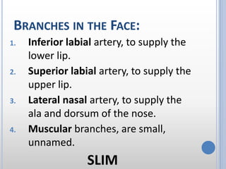 BRANCHES IN THE FACE:
1. Inferior labial artery, to supply the
lower lip.
2. Superior labial artery, to supply the
upper lip.
3. Lateral nasal artery, to supply the
ala and dorsum of the nose.
4. Muscular branches, are small,
unnamed.
SLIM
 