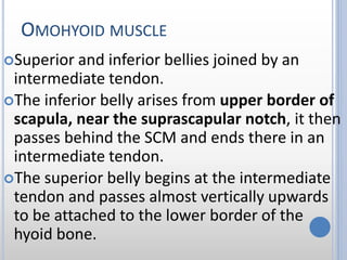 OMOHYOID MUSCLE
Superior and inferior bellies joined by an
intermediate tendon.
The inferior belly arises from upper border of
scapula, near the suprascapular notch, it then
passes behind the SCM and ends there in an
intermediate tendon.
The superior belly begins at the intermediate
tendon and passes almost vertically upwards
to be attached to the lower border of the
hyoid bone.
 