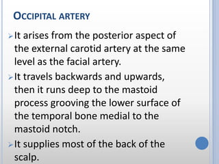 OCCIPITAL ARTERY
It arises from the posterior aspect of
the external carotid artery at the same
level as the facial artery.
It travels backwards and upwards,
then it runs deep to the mastoid
process grooving the lower surface of
the temporal bone medial to the
mastoid notch.
It supplies most of the back of the
scalp.
 