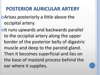 POSTERIOR AURICULAR ARTERY
Arises posteriorly a little above the
occipital artery.
It runs upwards and backwards parallel
to the occipital artery along the upper
border of the posterior belly of digastric
muscle and deep to the parotid gland.
Then it becomes superficial and lies on
the base of mastoid process behind the
ear where it supplies.
 
