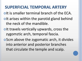 SUPERFICIAL TEMPORAL ARTERY
It is smaller terminal branch of the ECA.
It arises within the parotid gland behind
the neck of the mandible.
It travels vertically upwards, cross the
zygomztic arch, temporal fascia.
5cm above the zygomatic arch, it divides
into anterior and posterior branches
that circulate the temple and scalp.
 